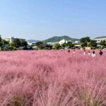 9월 국내여행지 베스트 10 핑크뮬리 명소 합천 신소양체육공원 전경