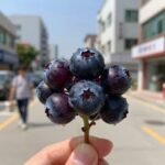 아로니아 효능 항산화와 면역력 강화 아로니아 열매와 항산화 성분