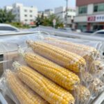 일년 두고 먹는 옥수수 보관법 꿀팁 찐옥수수를 지퍼팩에 담아 냉동고에 보관한 모습