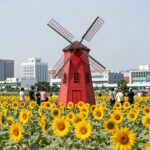 함안 강주 해바라기축제 빨간 풍차와 노란 해바라기밭 풍경