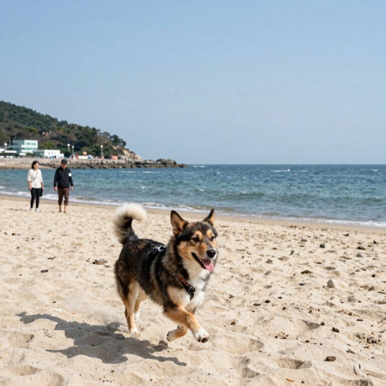 정암해수욕장 몽돌해변에서 강아지가 신나게 뛰어노는 모습