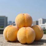 여름 별미 복숭아 황도 만들기 설탕물에 조린 복숭아 황도 완성 사진