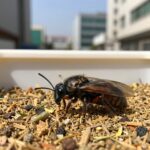 사마귀 곤충 키우기 준비와 관찰 팁 사마귀 곤충 키우기 사육통 안에서 먹이를 기다리는 사마귀 모습