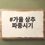 가을 상추 파종시기 언제가 좋을까 가을 상추 파종시기