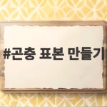 곤충 표본 만들기 체험 준비 방법 곤충 표본 만들기