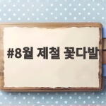 8월 제철 꽃다발 추천과 오래 보는 관리법 8월 제철 꽃다발