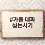 가을 대파 심는시기
