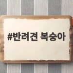 반려견 복숭아 급여 주의사항과 안전한 방법 반려견 복숭아