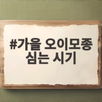 가을 오이모종 심는 시기와 수확 관리법 가을 오이모종 심는 시기