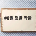 8월 텃밭 작물 추천과 파종 시기 8월 텃밭 작물