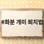화분 개미 퇴치법