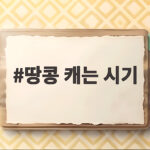 땅콩 캐는 시기 이렇게 확인하세요 땅콩 캐는 시기