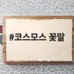 코스모스 꽃말