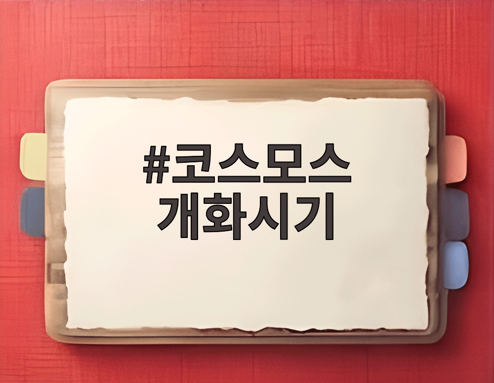 코스모스 개화시기