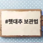 햇대추 보관법 오래 두고 먹는 비법 햇대추 보관법