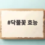 닥풀꽃 효능