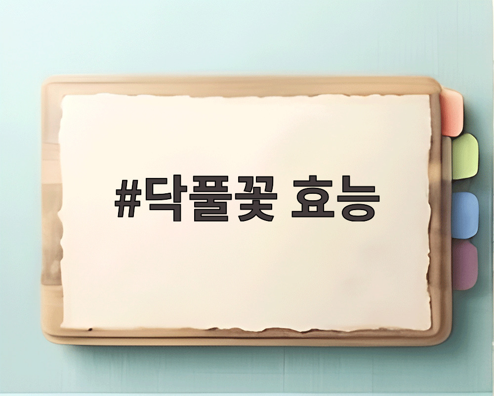 닥풀꽃 효능