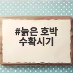 첫서리 전 늙은호박 수확시기와 완숙 확인 늙은 호박 수확시기