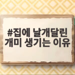 집에 날개달린 개미 생기는 이유와 퇴치 집에 날개달린 개미 생기는 이유