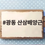 광동 산삼배양근 선물 효능 먹는법 광동 산삼배양근