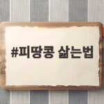 생피땅콩 삶는법과 시간 보관 총정리 피땅콩 삶는법
