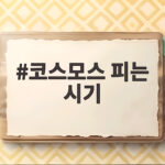 코스모스 피는 시기 만개 절정 총정리 코스모스 피는 시기