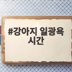 강아지 일광욕 시간