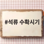 석류 수확시기