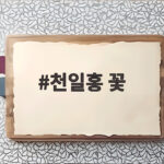 천일홍 꽃