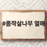 좀작살나무 열매 가을 산책길에서 만난 보랏빛 보석 좀작살나무 열매