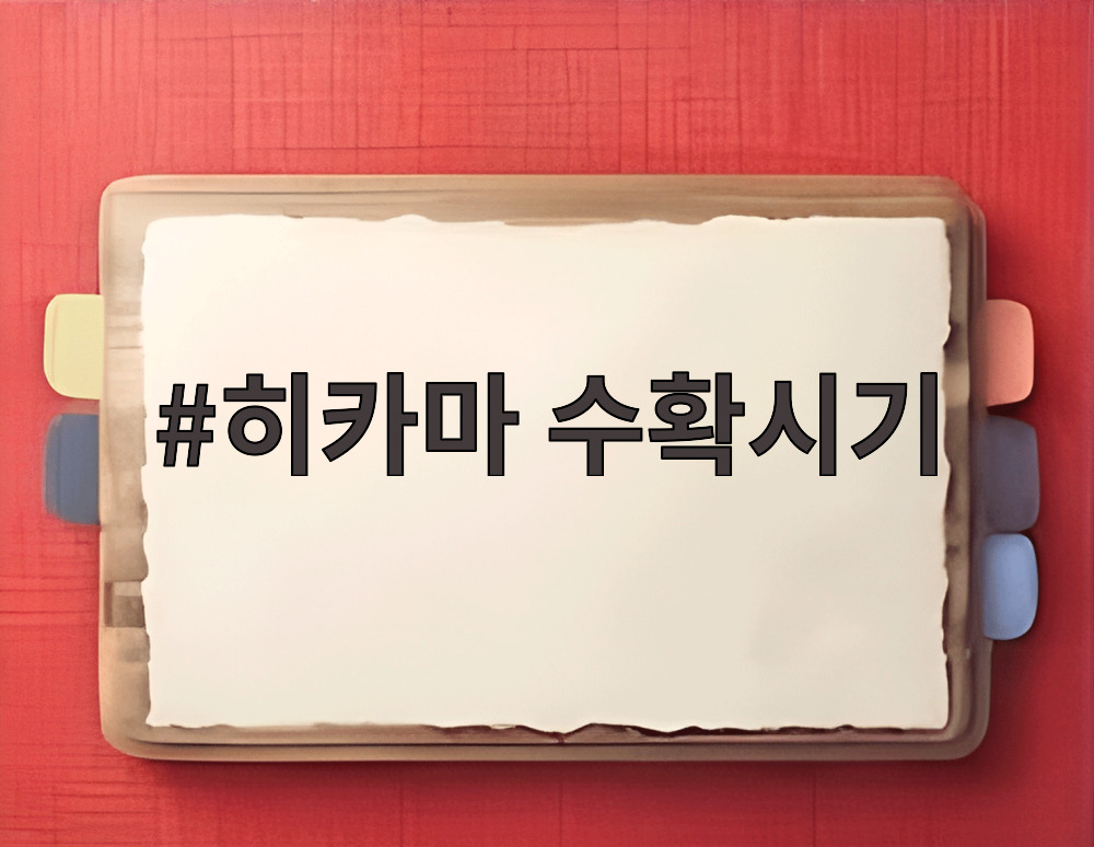 히카마 수확시기