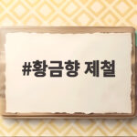 황금향 제철 시기와 맛있게 먹는 보관 후숙법 황금향 제철