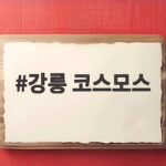강릉 코스모스