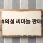의성 씨마늘 판매 어디서 하나 가격부터 심는 시기까지 확인 의성 씨마늘 판매
