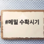 메밀 수확시기 놓치면 알곡이 땅에 떨어지는 이유 메밀 수확시기
