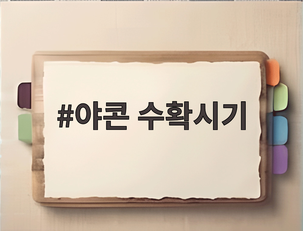 야콘 수확시기