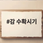 감 수확시기