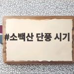 소백산 단풍 시기 절정 언제 놓치면 안 되는 이유 소백산 단풍 시기