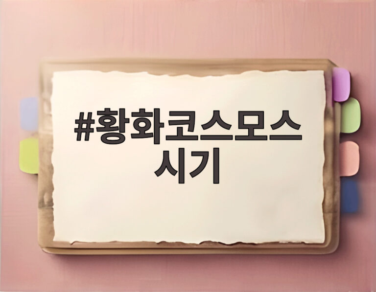 황화코스모스 시기