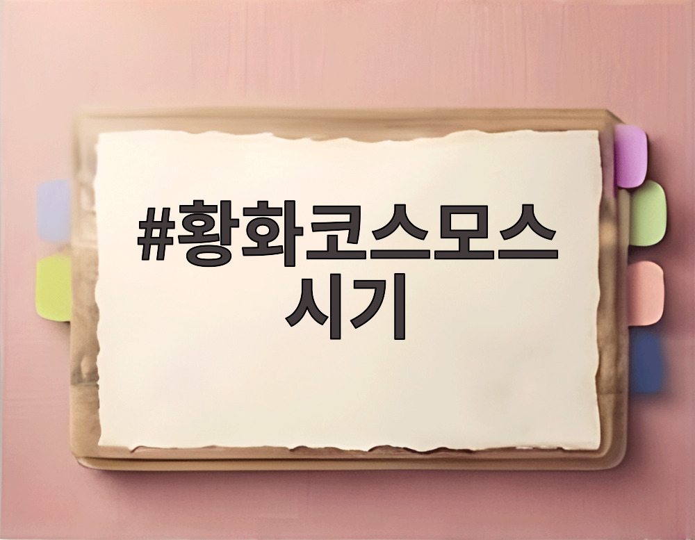 황화코스모스 시기
