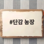 단감 농장에서 직접 고른 달고 아삭한 가을 선물 단감 농장