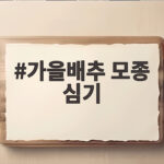 가을배추 모종 심기