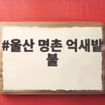 울산 명촌 억새밭 불
