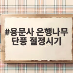 용문사 은행나무 단풍 절정시기 놓치면 일년을 기다려요 용문사 은행나무 단풍 절정시기